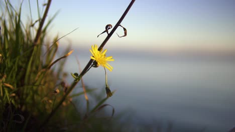 Close-up-macro-shot-of-a-common-dandelion-and-grass-moving-with-slow-wind-at-sunset,-ocean-background