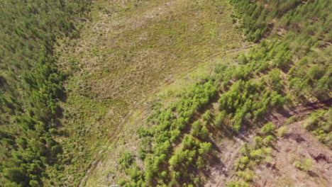 Luftaufnahmen-Eines-Abgeholzten-Holzeinschlaggebiets-Im-Finnischen-Nadelwald
