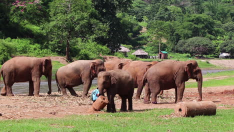 Elephants-standing-around-together-with-their-trainer-in-the-middle-in-slow-motion