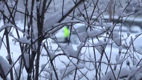 Branches-covered-in-snow-in-close-up-with-man-in-yellow-jacket-walking-in-the-blurry-background
