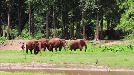 Elephants-walking-with-each-other-as-their-trainer-watches-close-from-behind