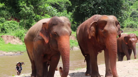 Elephants-walking-out-of-the-river-and-throwing-dirt-on-themselves-in-slow-motion
