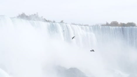 bird-flying-infront-of-niagra-falls-in-slow-motion