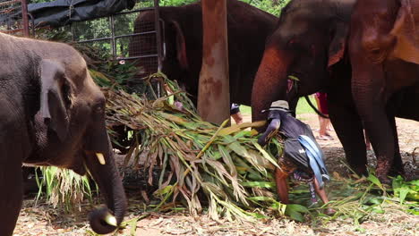 Elephants-rushing-to-get-food-as-a-trainer-pulls-it-off-a-trailer-in-slow-motion