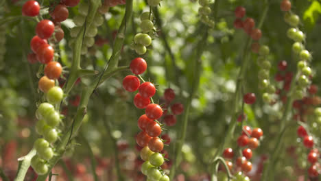 Pflanzen-Der-Tomatenkirsche-Im-Sommer,-Sehr-Rote-Und-Grüne-Früchte