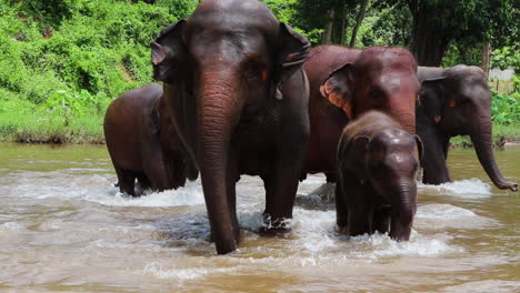 Tolle-Aufnahme-Von-Elefanten,-Die-Durch-Den-Fluss-Auf-Die-Kamera-Zulaufen