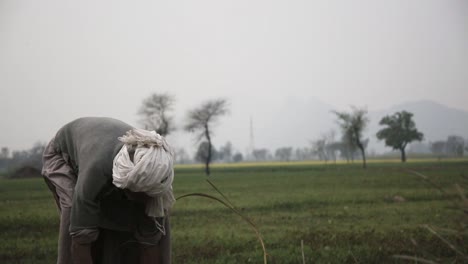 Un-Agricultor-Cosecha-Una-Cosecha-Durante-El-Verano-En-Un-Pueblo-De-Punjab,-Pakistán