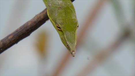 Green-vine-snake-....-Green-vine-snake-...