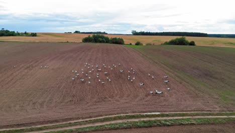 Large-group-of-common-cranes-starting,-taking-off-from-rural-field-for-migration-flight