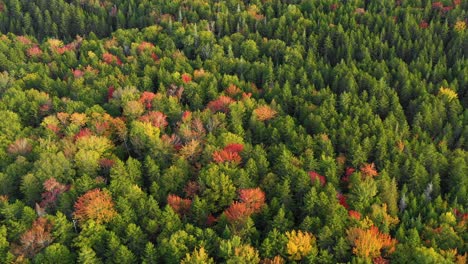 Aerial-drone-shot-flying-diagonally-over-the-top-of-colorful-autumn-trees-in-the-forest-as-summer-ends-and-the-season-changes-to-fall-in-Maine