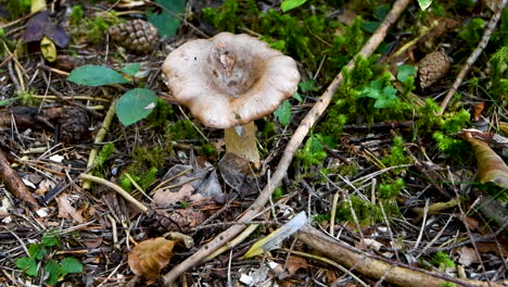 Mushroom-on-forest-floor,-close-up,-4k,-high-angle-from-above