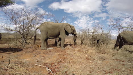 Herd-of-African-elephant-feeding-in-dry-winter-conditions-with-beautiful-scattered-clouds-above-them,-wide-angle-shot,-static-Gopro