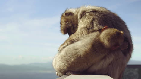 Closeup-of-a-Barbary-Macaque-caring-and-nursing-a-sleeping-infant-at-the-top-of-the-Gibraltar-rock