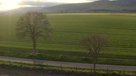 An-aerial-view-traveling-backwards-between-trees-then-over-a-field-of-yellow-daffodils-as-the-spring-sun-begins-to-set,-Aberdeenshire,-Scotland