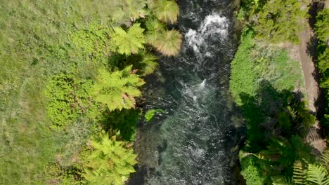 Von-Oben-Nach-Unten-Luftaufnahme-Des-Blauen-Quellwasserstroms-Putaruru-In-Neuseeland