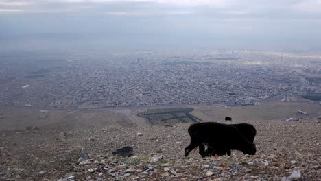 Kälber-Grasen-Auf-Dem-Gipfel-Eines-Windigen-Berges-Oberhalb-Der-Stadt-Sulaymaniyah-In-Kurdistan,-Irak