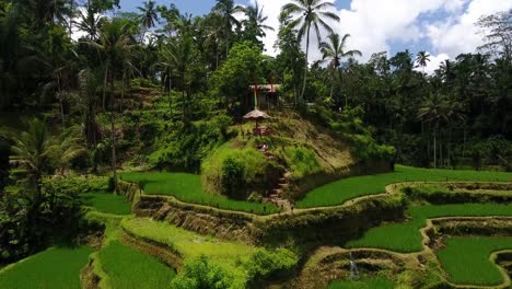 Drone-shot-with-amazing-composition-of-a-hut-in-the-center-of-rice-terraces-in-Ubud-on-Bali,-Indonesia
