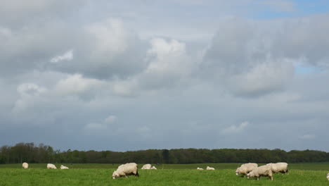 Pan-of-British-sheep-grazing-on-a-grassy-field-in-England