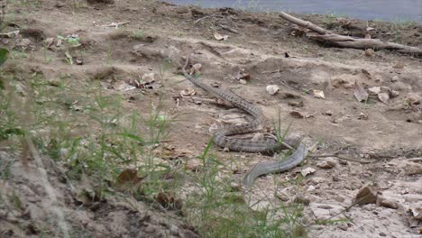 Rata-Serpiente-India-.....-Rata-Serpiente-India-....