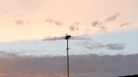 Crow-sitting-on-a-suburban-house-antenna-at-sunset