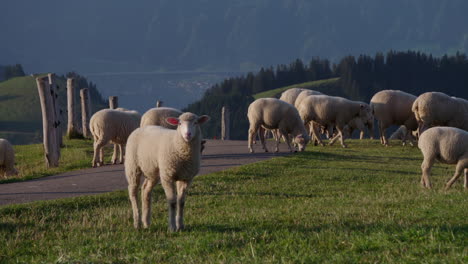 Schafe,-Die-Gras-Auf-Einer-Wiese-Fressen