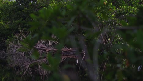Revealing-shot-of-an-heron-resting-on-a-dead-tree-in-the-mangrove-La-Ventanilla,-Oaxaca