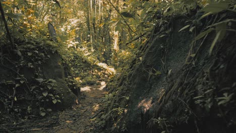 Trekking-Por-Un-Sendero-Natural-Tropical-Con-Densa-Vegetación-Por-Todos-Lados-Y-Sol-Matutino