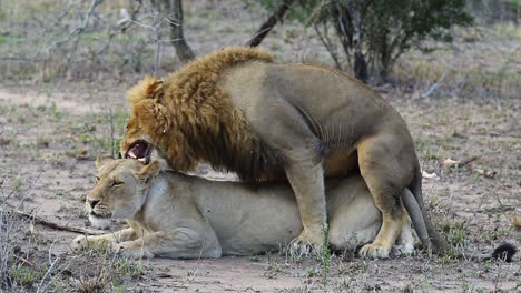 Mating-lions-in-the-wild-showing-extreme-aggression-after-copulation-is-complete