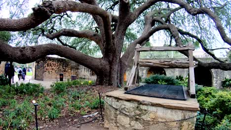 Este-Gran-Roble-En-Los-Terrenos-Del-álamo-Tiene-Más-De-100-Años-Y-Sus-Ramas-Llenan-Casi-Todo-El-Patio-Junto-Al-Antiguo-Cuartel