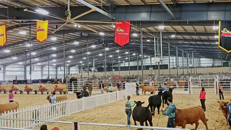 Toros-Premiados-Siendo-Conducidos-Alrededor-Del-Ruedo-De-Competencia-Por-Vaqueros-Y-Vaqueras