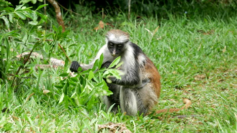Mono-Come-Hojas-Del-árbol-Y-Mira-En-El-área-Alrededor-De-Zanzíbar-áfrica