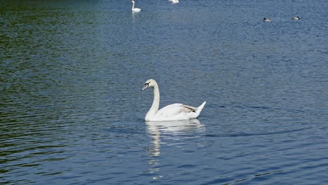 single-white-swan-on-lake-gracefully-swimming-also-know-as-Cygnus-columbianus-bewickii