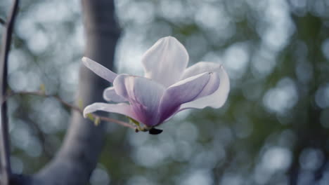 Wunderschöne-Violette-Und-Weiße-Magnolienblüte-Am-Baum-Im-Frühling-Mit-Geringer-Schärfentiefe-Und-Verschwommenem-Hintergrund