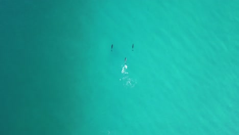 Delfine-Schwimmen-Und-Spielen-Vor-Der-Küste-Australiens