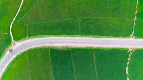 Aerial-top-down-shot-dolly's-right-along-a-road-cutting-through-lush-rice-farms