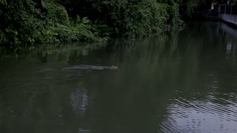 El-Dragón-De-Komondo-Está-Nadando-En-El-Parque-De-Bangkok