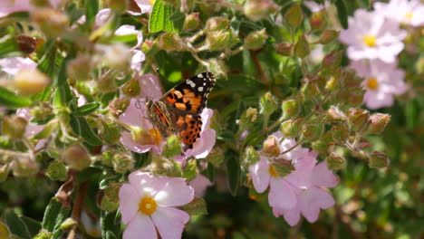 Ein-Distelfalter-Schmetterling,-Der-Sich-Von-Nektar-Ernährt-Und-Pollen-Auf-Rosa-Wildblumen-Sammelt-Und-Dann-In-Zeitlupe-Davonfliegt