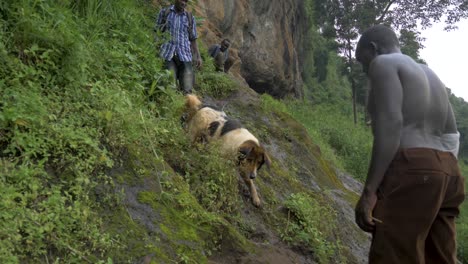 Afrikanische-Männer-Beobachten-Einen-Hund,-Der-Versucht,-Einen-Steilen-Felsen-In-Einem-Tropischen-Dschungel-Hinunterzuklettern