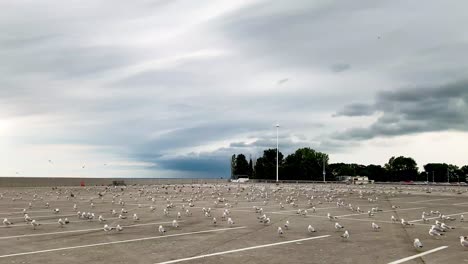 Over-one-hundred-Sea-Gull-birds-in-huge-number-crowd-or-group-together-by-the-beach-resting-on-a-big-ground-parking-lot-near-cedar-point-beach-in-Ohio,-USA