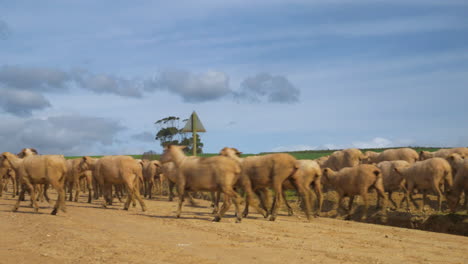 Flock-of-sheep-running-down-gravel-road-in-countryside,-South-Africa,-low-shot-from-behind