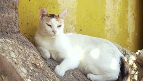 White-cat-relaxes-on-tree-in-front-of-yellow-wall-and-looking-tired