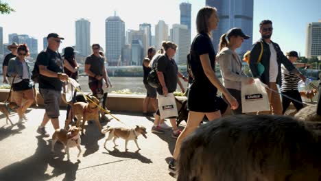 Millones-De-Patas-Caminando,-Paseando-Perros-En-Southbank,-Brisbane-2018---Parque-Para-Perros,-Paseando-Perros-Con-El-Dueño---Personas-En-áreas-Públicas