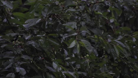 Starker-Regen-über-Hohen-Grünen-Bäumen