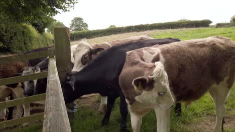 Left-to-Right-Pan-of-Dairy-Cow-Cleaning-Itself-Behind-a-Field-Gate-in-North-Yorkshire,-England-in-Slow-Motion