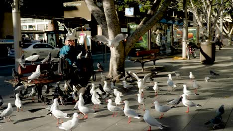 Homeless-Man-Feeding-City-Birds-Pigeons