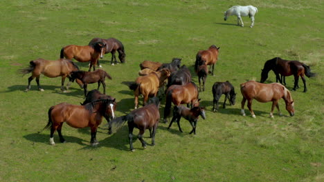 Horses-grazing-on-pasture,-aerial-view-of-green-landscape-with-a-herd-of-brown-horses-and-a-single-white-horse,-European-horses-on-meadow