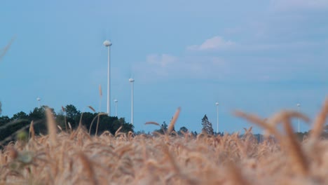 Time-lapse-of-defocused-ripe-golden-wheat-field-and-wind-turbine-farm-producing-renewable-energy-for-green-ecological-world-at-beautiful-sunset,-medium-shot