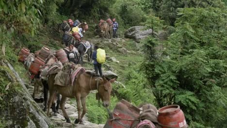 Caballos-En-Cámara-Lenta-Y-Aldeanos-Caminando-Por-Senderos-En-Nepal-Himalaya,-Annapurna