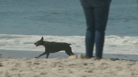 Perro-Corriendo-En-La-Playa-En-Cámara-Lenta