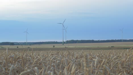 Wind-turbine-farm-producing-renewable-energy-for-green-ecological-world-at-beautiful-sunset,-defocused-ripe-golden-wheat-field-in-the-foreground,-wide-shot